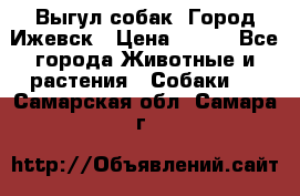 Выгул собак. Город Ижевск › Цена ­ 150 - Все города Животные и растения » Собаки   . Самарская обл.,Самара г.